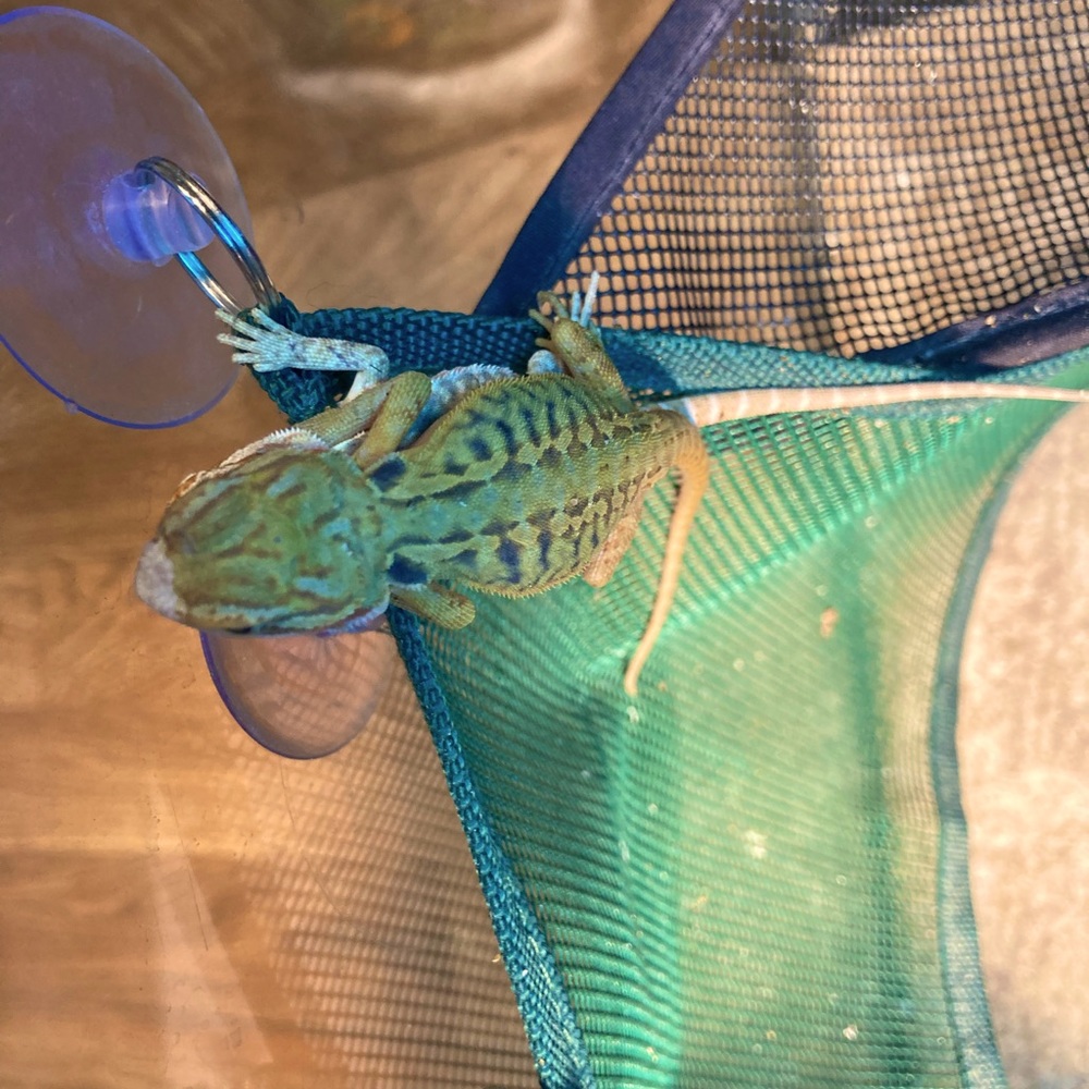 Zero/citrus het hypo trans leatherback babies